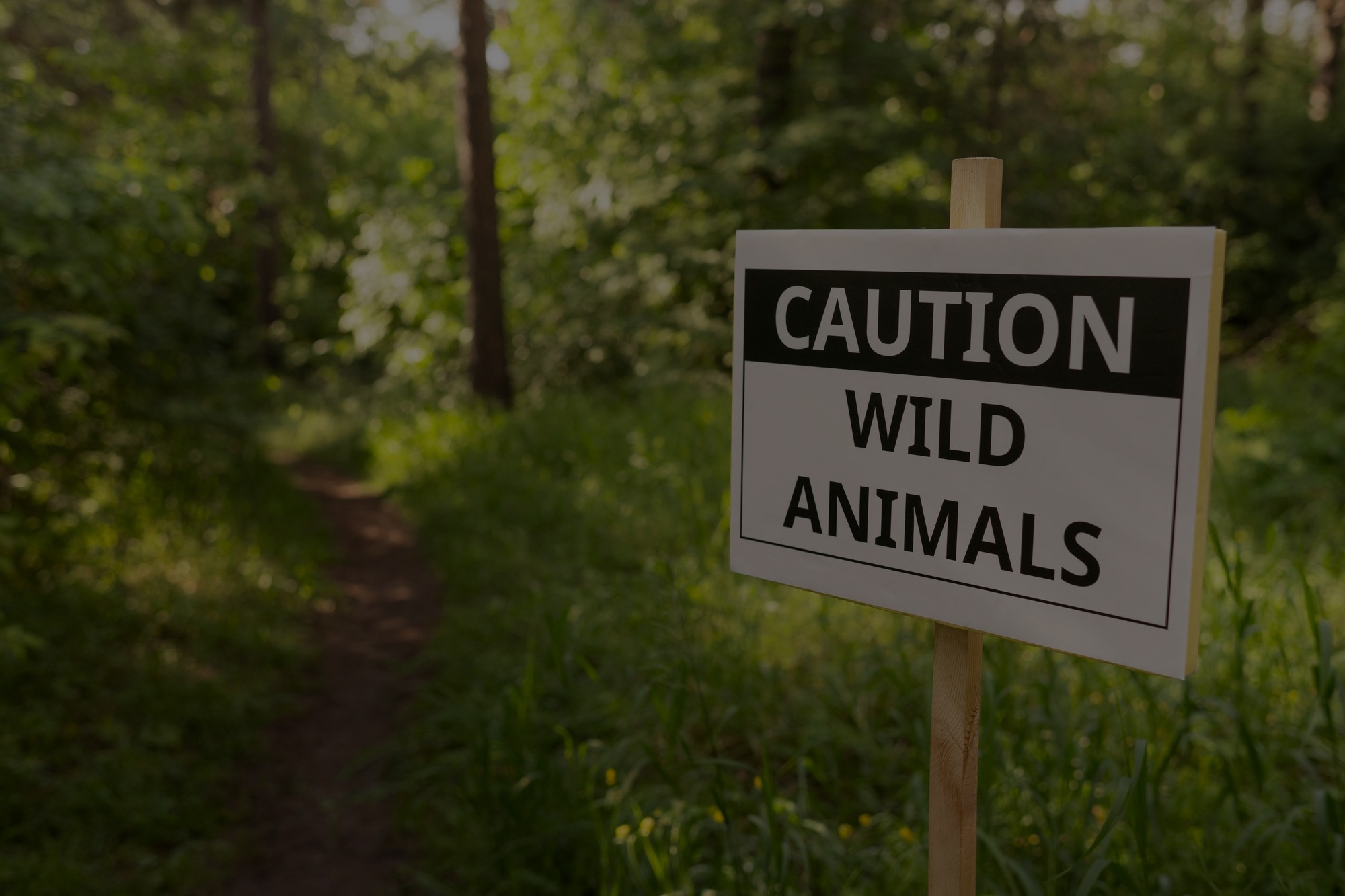Forest & Wildlife Clearance